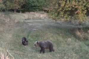 În plin sezon al fructelor  coapte, Dealul Negru, raiul  urşilor bruni (VIDEO)