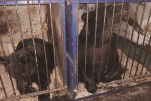 Două ursoaice care au trăit la circ, eliberate în Sanctuarul de la Zărneşti