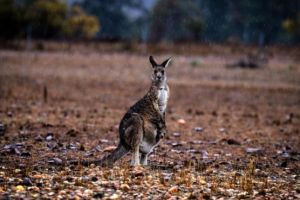 Cangurii vor fi împuşcaţi şi vor servi drept hrană pentru animalele de companie
