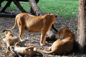 Ziua Mondială a Animalelor, sărbătorită la Zoo Târgu-Mureş