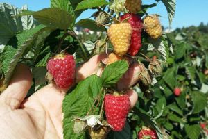 Prima pepinieră certificată de zmeur din Suceava, înfiinţată de Pepiniera Moara