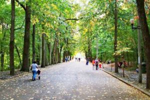 Pădurea Trivale, locomotivă… electorală?