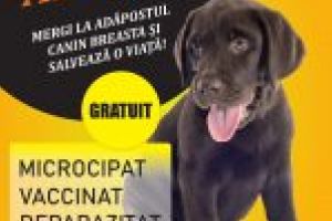 SC Salubritate Craiova SRL: Campanie de promovare a căţeilor fără stăpân din Adăpostul Breasta, în luna octombrie