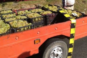 Un braşovean, amendat că transporta 1,2 tone de struguri fără acte