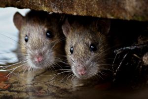 SPAU demareaza operatiunea de deratizare impotriva rozatoarelor