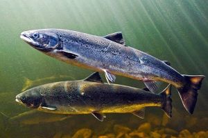 Peste 32.000 de somoni au “evadat” de la o ferma piscicola din sudul statului Chile