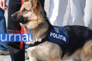 Șase câini poliţişti care şi-au “pierdut” nasul îşi caută stăpâni