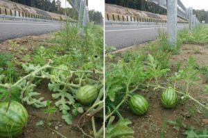 Lot de ”autostradă muzeu” din România transformat în… bostănărie!