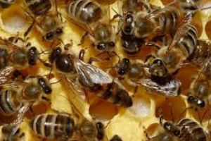 S-a dat startul la înscrieri pentru ajutorul de minimis în apicultură