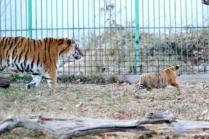 Ziua Porţilor Deschise la Grădina Zoologică Piteşti