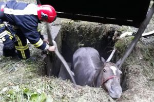 Cal cazut intr-un bazin in apropiere de microhidrocentrala Blidari 3 (FOTO)