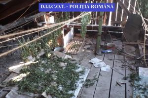 Percheziţii în BN. 4 persoane, reţinute pentru trafic de droguri. Unde au fost descoperite culturi de cannabis