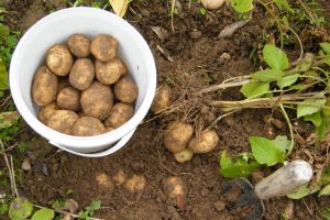 Cuplu, la furat cartofi cu căruţa, pe o tarla din Gheorgheni