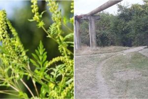 FOTO: Primăria Cugir, hotărâtă să continue lucrările de combatere a ambroziei până la eradicare. Administraţia cheamă populaţia oraşului să ia măsuri pentru distrugerea buruienii