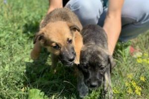 Și tu poţi pleca acasă cu un prieten patruped!  Ziua porţilor deschise la adăpostul de câini de la Câmpu Frumos