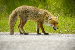 Botoşănean atacat de o vulpe. A ajuns la spital