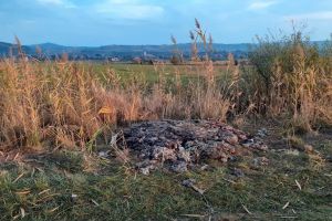 Mirosea îngrozitor! Ce a găsit un bărbat pe terenul lui din Livezile (FOTO)