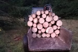 Amendă de 6.000 de lei la regimul silvic aplicată de către jandarmi