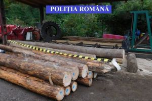 Percheziţii la Sângeorz-Băi. Poliţiştii au confiscat peste 55 mc de lemn