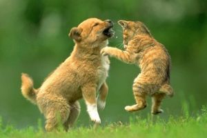 4 octombrie: Ziua Internaţională a Animalelor. 10 moduri prin care poţi sărbători ”World Animal Day”