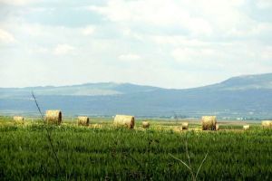 Unii fermieri din Harghita primesc în avans subvenţiile de la APIA