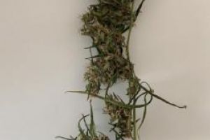 Grup infractional specializat in trafic de droguri, destructurat (galerie foto)