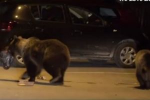 Din nou alertă! Patru urşi, văzuţi pe o stradă din Sângeorgiu de Mureş!