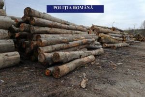 FOTO. Scutul pădurii: 550,21 metri cubi de material lemnos, în valoare de peste 100.000 de lei, confiscat de poliţişti în urma unui control la o societate de depozitare şi comercializare