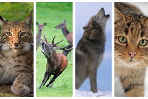 4 octombrie – Ziua Mondială a Animalelor