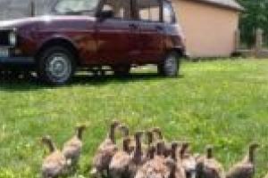 Retro Parada Toamnei la prima ediţie! „Bătrânele doamne” vor înfrumuseţa Reşiţa!