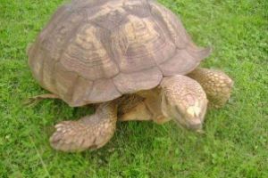 A murit cea mai batrana broasca testoasa din Africa, la varsta de 344 de ani