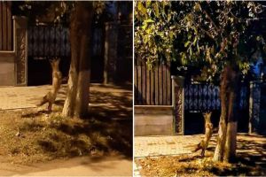 FOTO. ”Vizitator” nocturn în Alba Iulia. O vulpe şireată, a luat „la pas” oraşul pe timpul nopţii