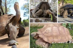 A murit cea mai bătrână broască ţestoasă din Africa – Avea 344 de ani