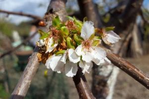 FOTO, VIDEO. Au „înnebunit” cireşii: Într-un oraş din Alba, pomii au „confundat” anotimpurile şi s-au umplut de flori, la început de brumărel