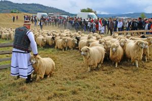 FOTO. Tradiţie şi voie bună în Țara Oaşului: ”Coborâtu’ oilor de la munte”