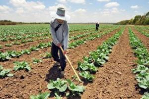 Ministrul Agriculturii: Subventiile la APIA vor fi platite la timp si in cuantum mai mare
