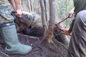 Urs prins într-un posibil laţ, tranchilizat şi eliberat de jandarmi şi poliţişti