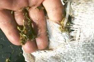 Cu „iarba” în saci, la vamă. Captură de 750 kg de canabis, de 9 milioane de euro