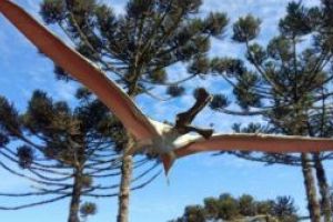 O noua specie de pterozaur, o reptila zburatoare preistorica, descoperita in Australia