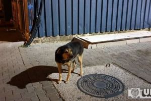 FOTO, VIDEO. Un căţel maidanez EROU la Alba Iulia. Cum a salvat viaţa unei femei