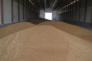 Producţii record la grâu