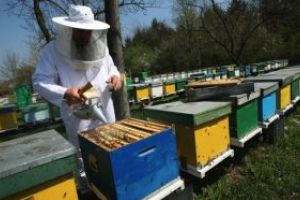 Sprijin pentru apicultori. Dosarele se depun la Direcţia pentru Agricultură