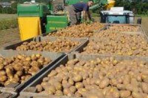 Campania de recoltare a cartofilor, aproape de final