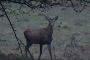 Splendoare în pădure şi pe crestele munţilor (FOTO-VIDEO)