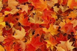 Vremea se schimbă. Ce anunţă meteorologii în următoarele două săptămâni!