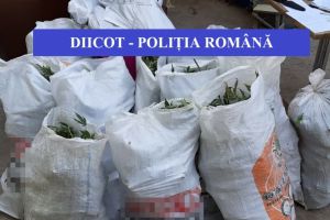 Perchezitii pentru destructurarea unui grup infractional organizat, specializat in trafic de droguri de risc (galerie foto) 