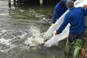 Are balta peşte! 3.000 de kilograme de crap au ajuns în Balta Zătun