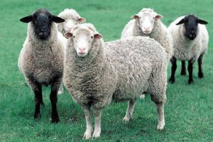 Ministrul Agriculturii anunţă că se va construi la Sadu o spălătorie de lână