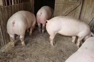 O femeie a murit după ce a fost atacată de porcul din gospodărie. Animalul i-a mâncat mâna