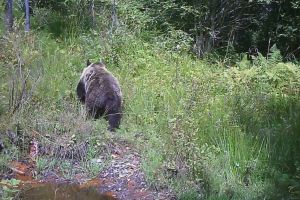 Urs suprins de camerele video cu senzori de mişcare din Parcul Munţii Rodnei